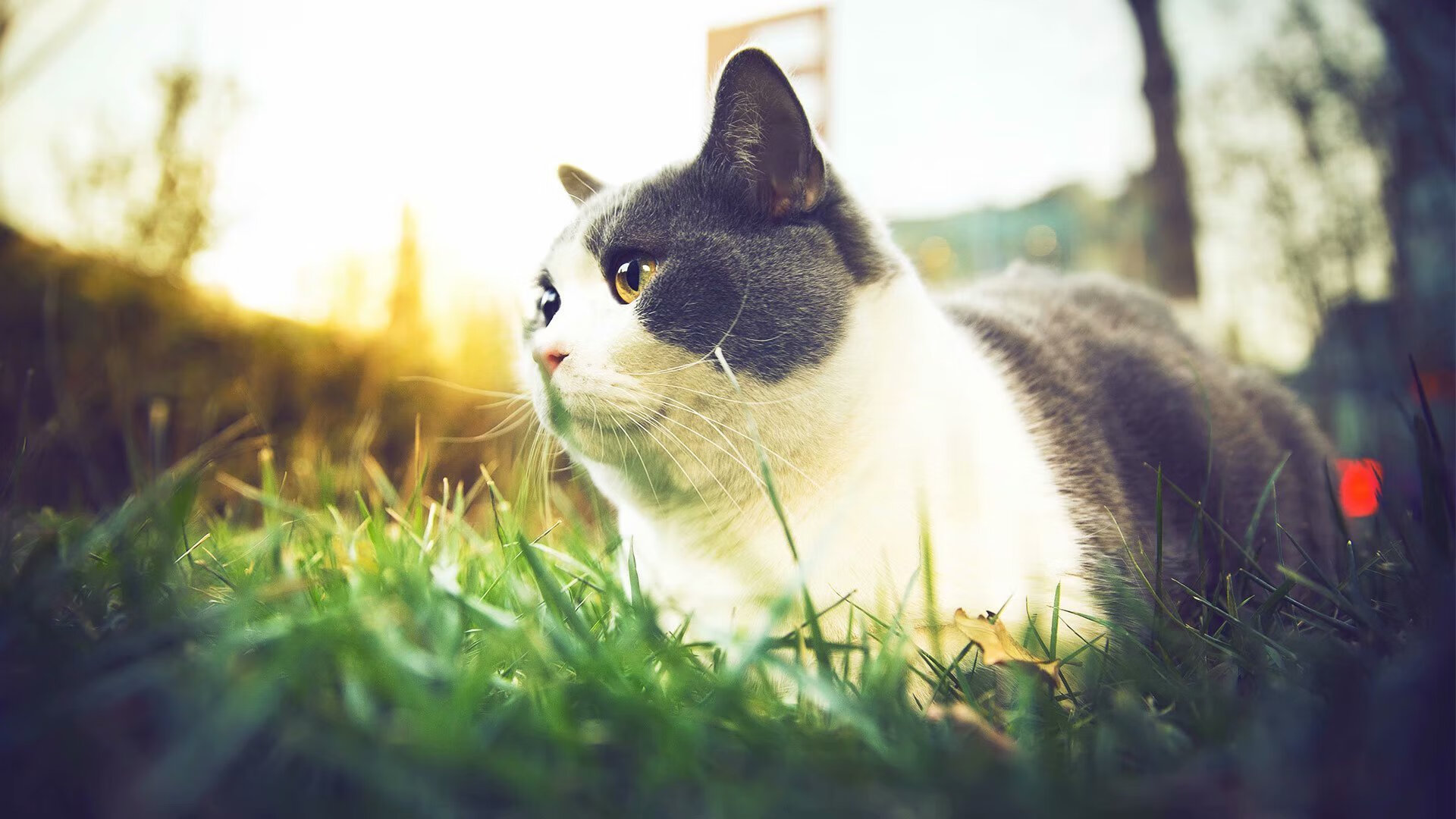 开云体育下载-对中东强队表现稳定但与顶级亚洲水平仍有差距,中东对中国的态度