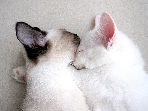 开云体育网址-教练组临场指挥调度合理，教练员临场指挥的六个因素