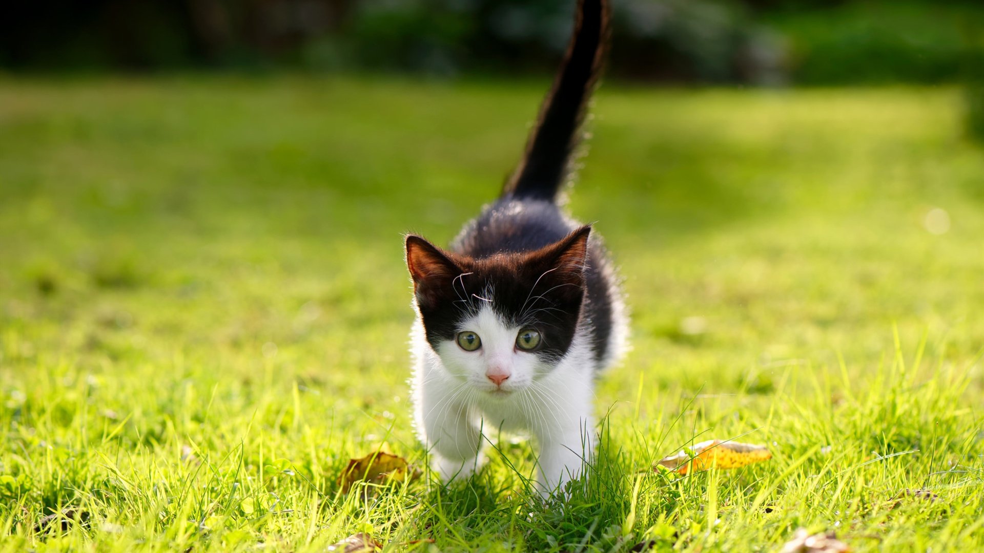 开云体育官网app-职业联赛未建立球员合同执行信用档案,联赛没有参赛资格