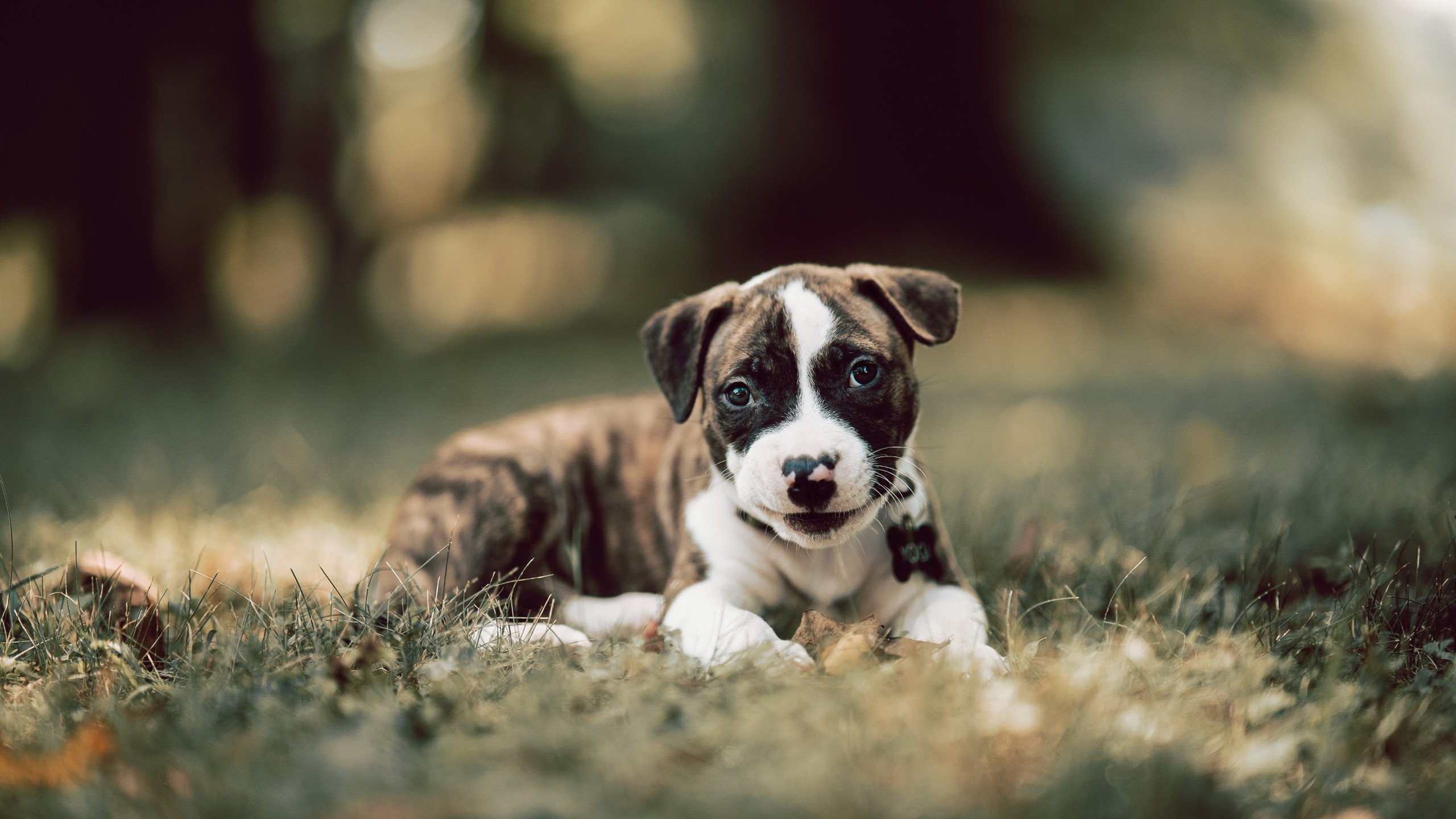 开云体育app官网-赛事赞助模式不断创新，赛事赞助模式不断创新的例子