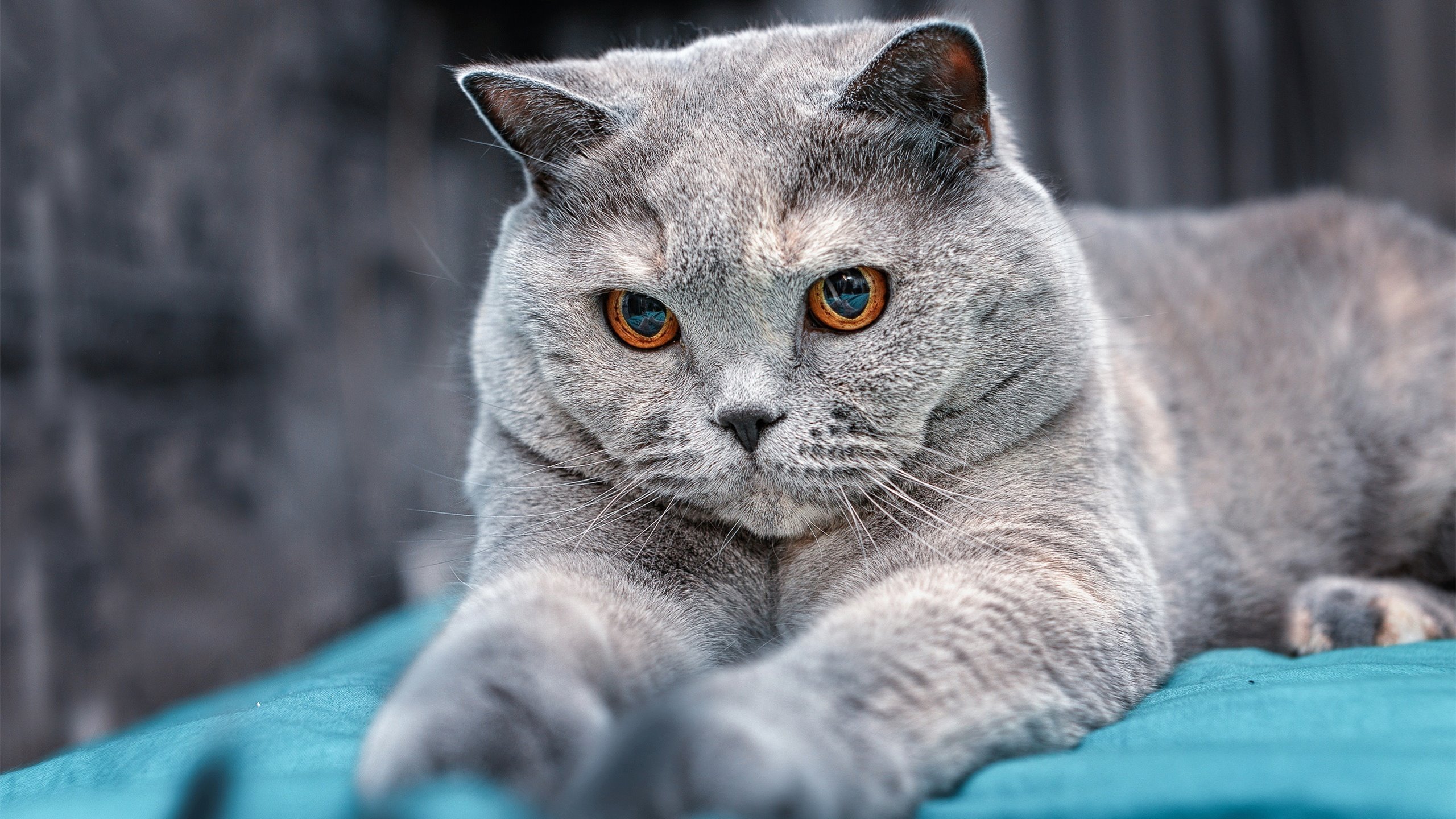 开云体育登录-阿森纳持续打出高压防守迫使对手失误，阿森纳战术