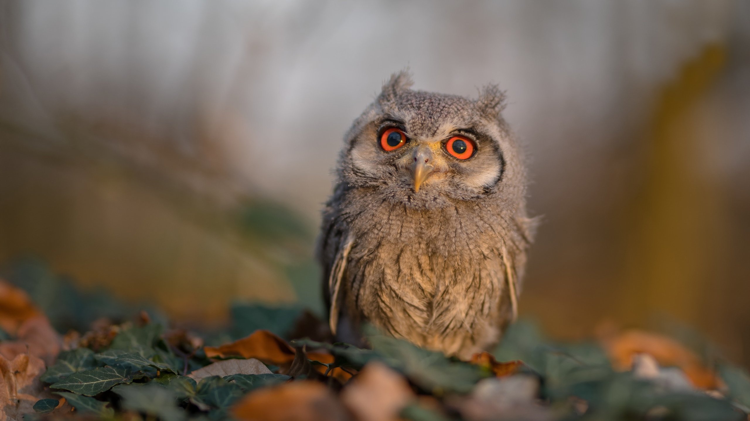 开云体育登录入口-“美洲狮队走向世界舞台,成为橄榄球未来的强大力量”