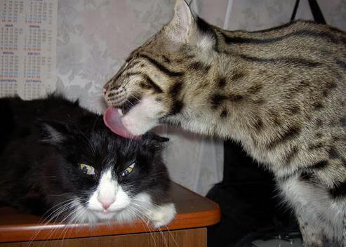 开云体育官网在线-新媒体报道方式不断创新短视频内容引发广泛讨论,新闻媒体如何利用短视频创新新闻报道