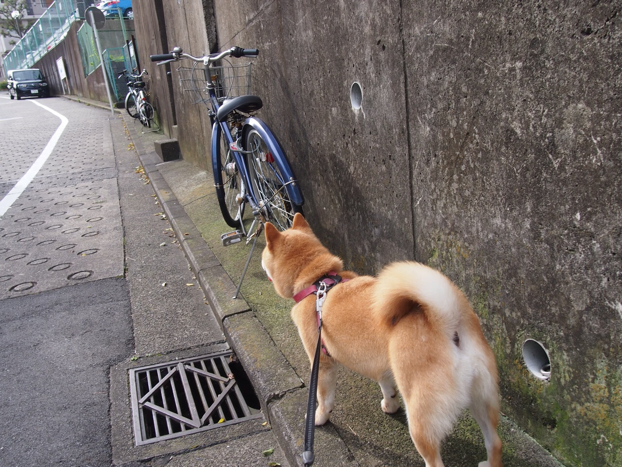 开云体育app-蛙泳战线新老交锋 普里戈达展稳健一面